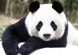 Dünyanın En İyi Panda Bakıcısı