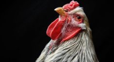 Türkiye Çin'e Tavuk Ayağı Satıyor