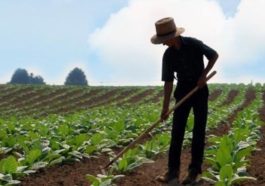 ABD-Çin çekişmesi Türk çiftçilere yarar