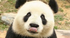 Çin’de Panda Ziyaretleri Sınırlandı!